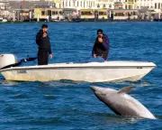 Scientists: Humans, Not Mimmo the Dolphin, Need Managing in Venice Lagoon