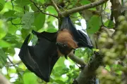 Scientists Warn of Deadly New Bat Virus Emerging in Bangladesh