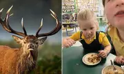 Scottish School Pioneers Venison Meals with Celebrity Chef Backing