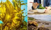 Seaweed: The Ancient Superfood Packed with Protein, Iodine and Vital Nutrients
