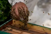 Senior Cricket Umpire Dies After Bee Swarm Attack During Local Match in India