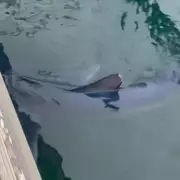 Shark Alert in Ibiza Marina: Predator Spotted Circling Tourist Harbour