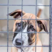 Shelter Dog Saved from Euthanasia After Volunteer's 'Last Day Out' Goes Viral