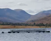 Shocking 35 Million Salmon Deaths Expose Scotland's Aquaculture Inspection Crisis