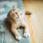 Shy Shelter Cat's Remarkable Transformation After Adoption by First-Time Owner