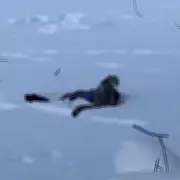 Skier Hospitalised After Snow Leopard Mauling in Chinese Geopark