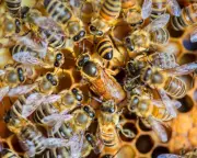 Social Inequality in the Hive: A Stark Contrast to Utopian Ideals