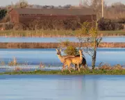 Somerset Flooding Reshapes Birdlife: Winners and Losers Emerge