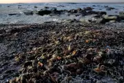 South Africa's West Coast Hit by Severe Red Tide, Killing Crayfish En Masse