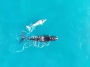 Southern Right Whale Birth Rates Plummet Amid Climate Crisis