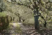 Spain's Sakura: The Stunning Cherry Blossom Season in Jerte Valley