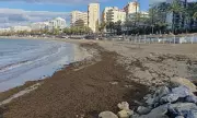 Spanish Beaches Overwhelmed by Invasive Seaweed as Government Faces Criticism