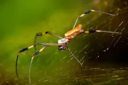 Spider Silk Breakthrough: Clinical Trials Begin for Nerve Repair Surgery