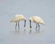 Spoonbills Shine on a Soggy Somerset Stroll: A Country Diary