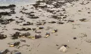 Stranger Things-Like Clams Wash Up on Dorset Beach After Storms