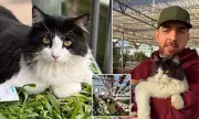 Texas Garden Centre Cat Sylvester Goes Viral for Rat-Catching Skills