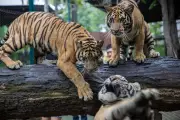 Thai Authorities Probe Virus Outbreak That Killed 72 Tigers at Tourist Park