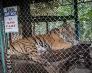 Thailand's Tiger Kingdom Outbreak: 72 Tigers Die Amid Virus Fears