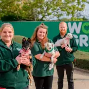 The Dog House Seeks New Adopters Amid UK Rescue Crisis