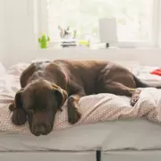 Three Heartwarming Reasons Why Your Dog Wants to Sleep in Your Bed