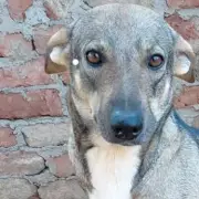 Three-Legged Rescue Dog Mabel Seeks Loving Home After Surviving Egyptian Streets