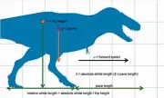 T.Rex Walked on Tip-Toes Like Birds, New Study Reveals