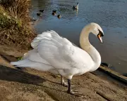 UK Authorities Race to Contain Suspected Avian Flu Outbreak in Swans