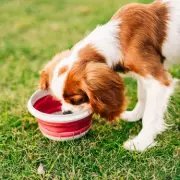 UK Health Alert: Raw Pet Food Bacteria Risk for Millions of Dog Owners
