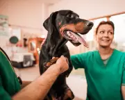 UK Pet Insurance Costs Decline Amid Rising Vet Fees and Inflation