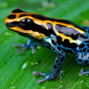 UK Reveals Navalny Died from Dart Frog Toxin, Russia Denies Claims