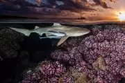 Underwater Photographer of the Year 2026 Winners Announced