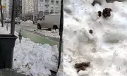 Upper East Side Residents Outraged Over Snow-Covered Dog Waste Crisis