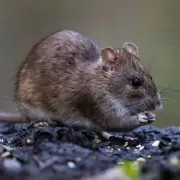 Use Cinnamon to Deter Rats from Your Home This February