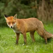 Used Coffee Grounds Deter Foxes from Gardens This Spring, Experts Reveal