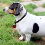 Vet Reveals Three Common Mistakes That Drastically Shorten Pets' Lifespans