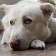 Vet's Pregnancy Revelation After Dog's Bizarre Behaviour Stuns Owner