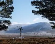 Wealthy Exploit Legal Loophole to Hide £300m in Scottish Land Sales