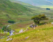Welsh Charity Acquires 405 Hectares for Major Rewilding Project in Cambrian Mountains
