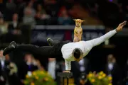 Westminster Dog Show 2026: A Pictorial Celebration of Canine Excellence