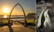 Whitby's Whale Bone Arch Sparks Conservation Row Over Real vs Replica Bones