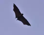 WHO Confirms First Nipah Virus Fatality in Bangladesh This Year