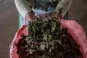 WHO Upholds Global Ban on Coca Leaf, Dashing Andean Growers' Hopes