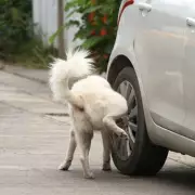 Why Some Male Dogs Squat to Pee: Learned Behaviour vs. Natural Instinct