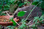 Wildlife Experts Urge Public to Keep Distance as Hedgehogs Emerge from Hibernation