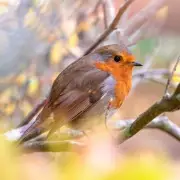 Wildlife Experts Warn Gardeners: Avoid This Food for Robins in February