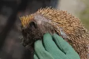 Wildlife Experts Warn: Hands Off Hedgehogs as They Emerge from Hibernation