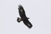 Wind Farm Threatens Golden Eagles in Scottish Borders, Conservationists Warn