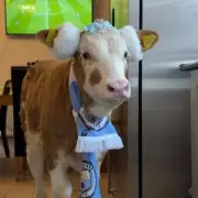 Woman Shares Home with Manchester City Supporting Calf in Viral TikTok Story