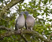 Wood Pigeon Courtship Rituals Echo Bridgerton's Grand Romance