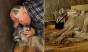 Wyoming Wolf Torturer Avoids Jail Time in Controversial Plea Deal